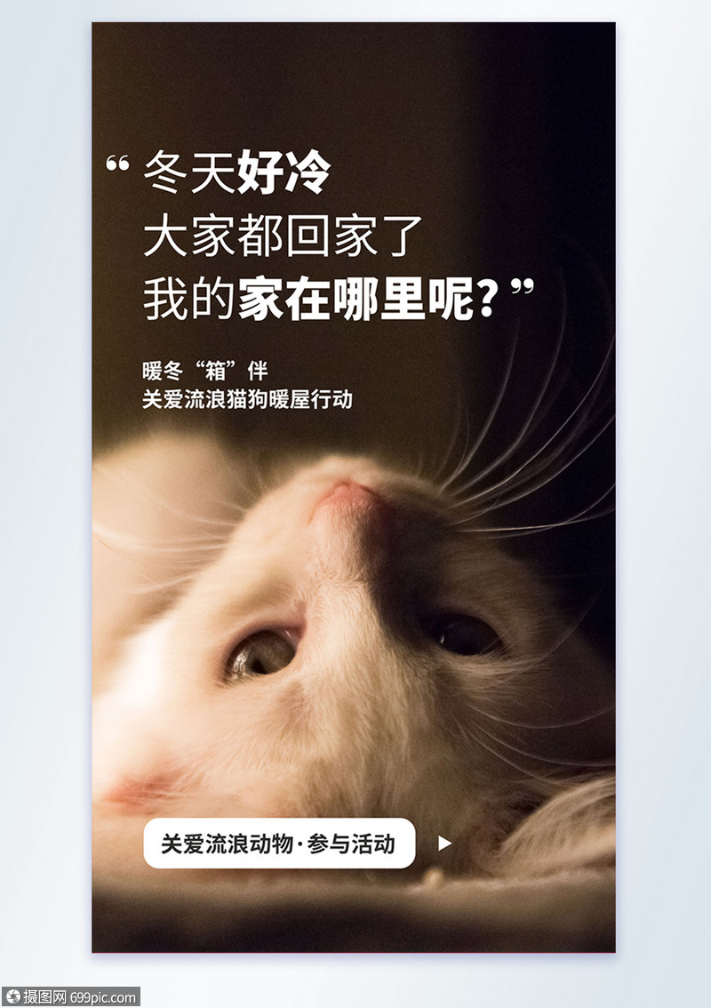 关爱流浪动物宣传摄影图海报