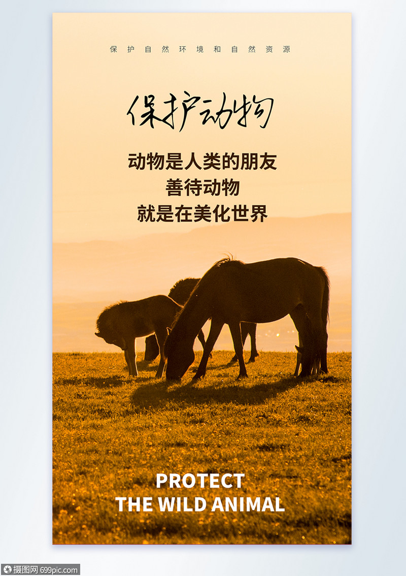 保护动物宣传摄影图海报