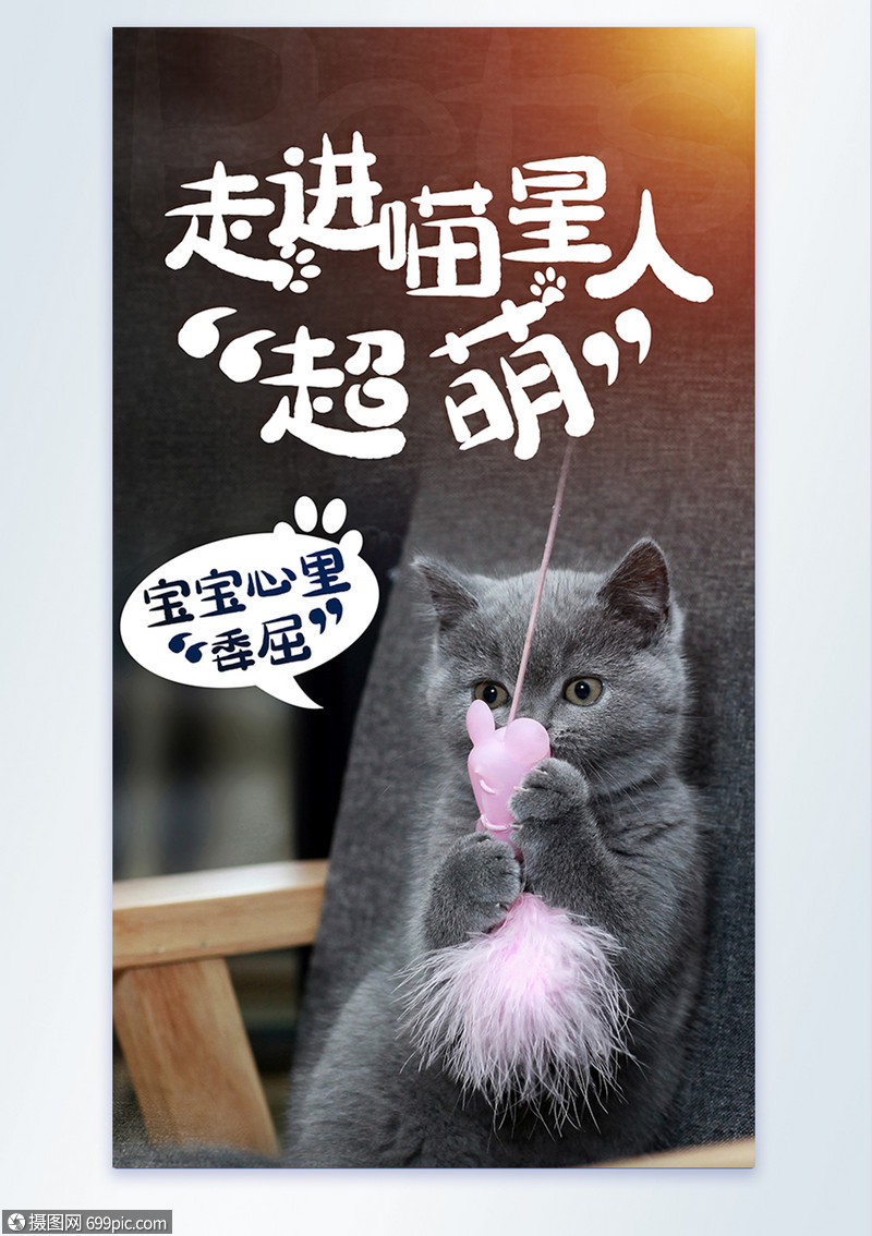 萌宠喵星人萌态摄影图海报