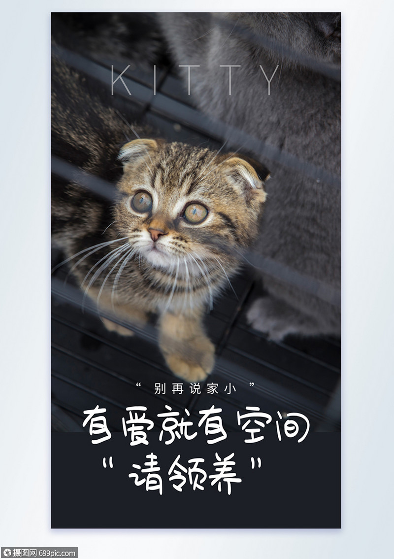 流浪猫领养宣传摄影图海报写实风保护动物