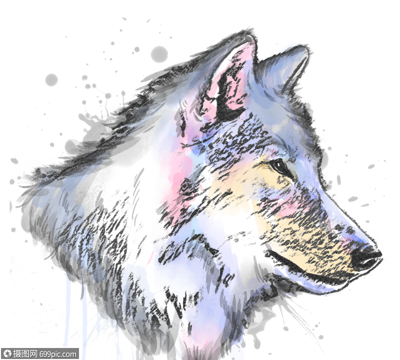 彩色狼头像手绘水彩素描元素