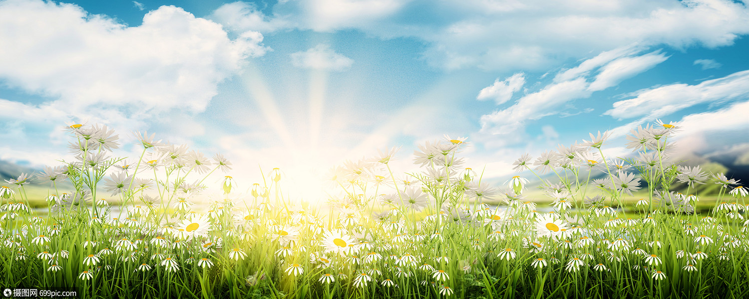 春天背景草地花海图片