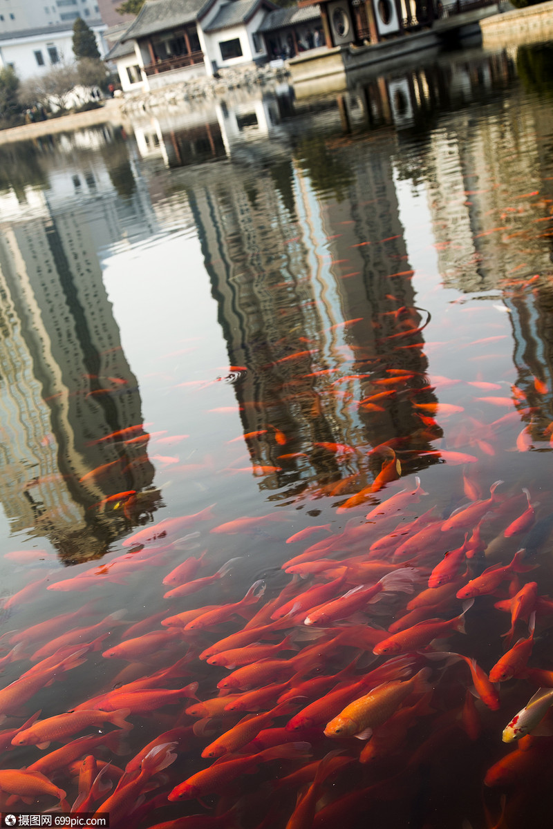 红鱼群