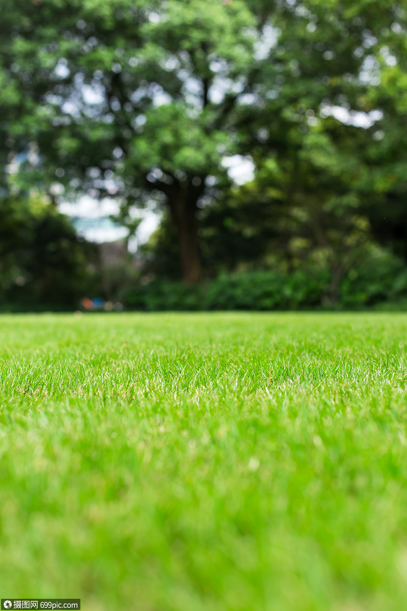 草地虚化清新背景