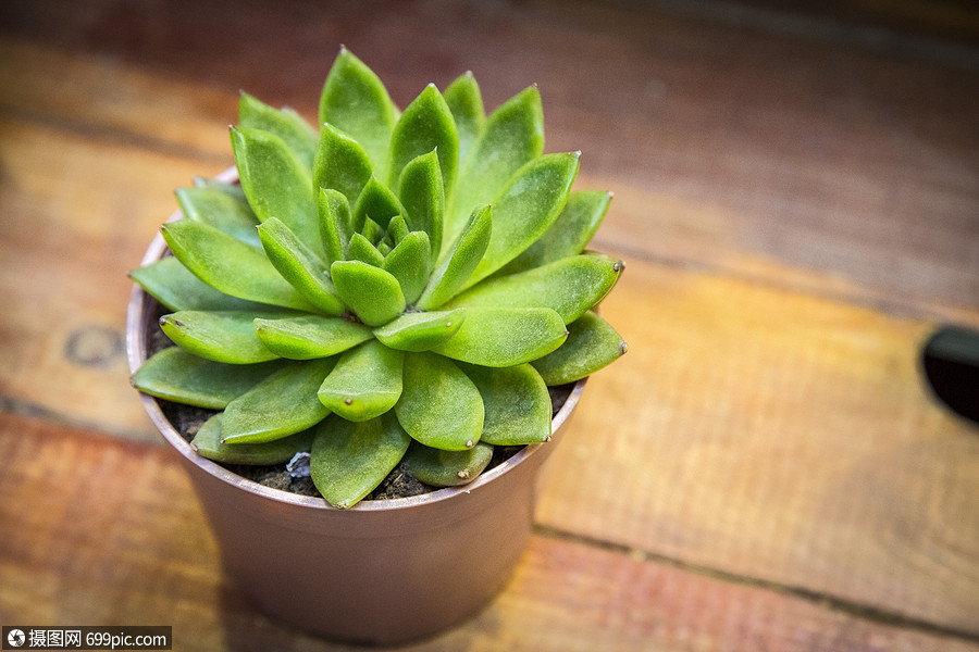 绿色多肉健康植物图片