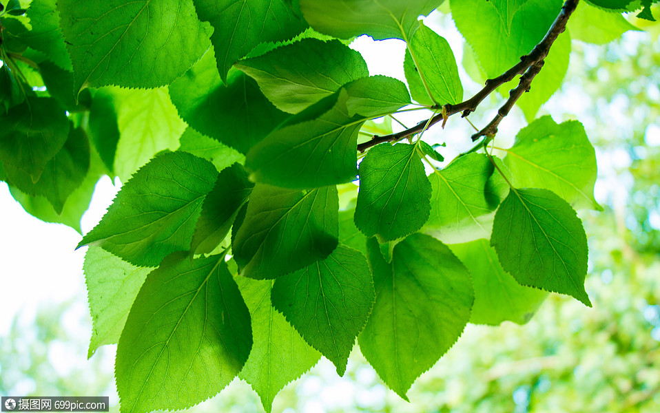 杏树树叶树枝高清图片素材