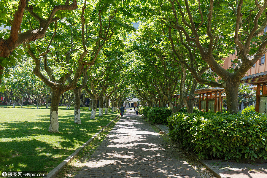 大学里的林荫道