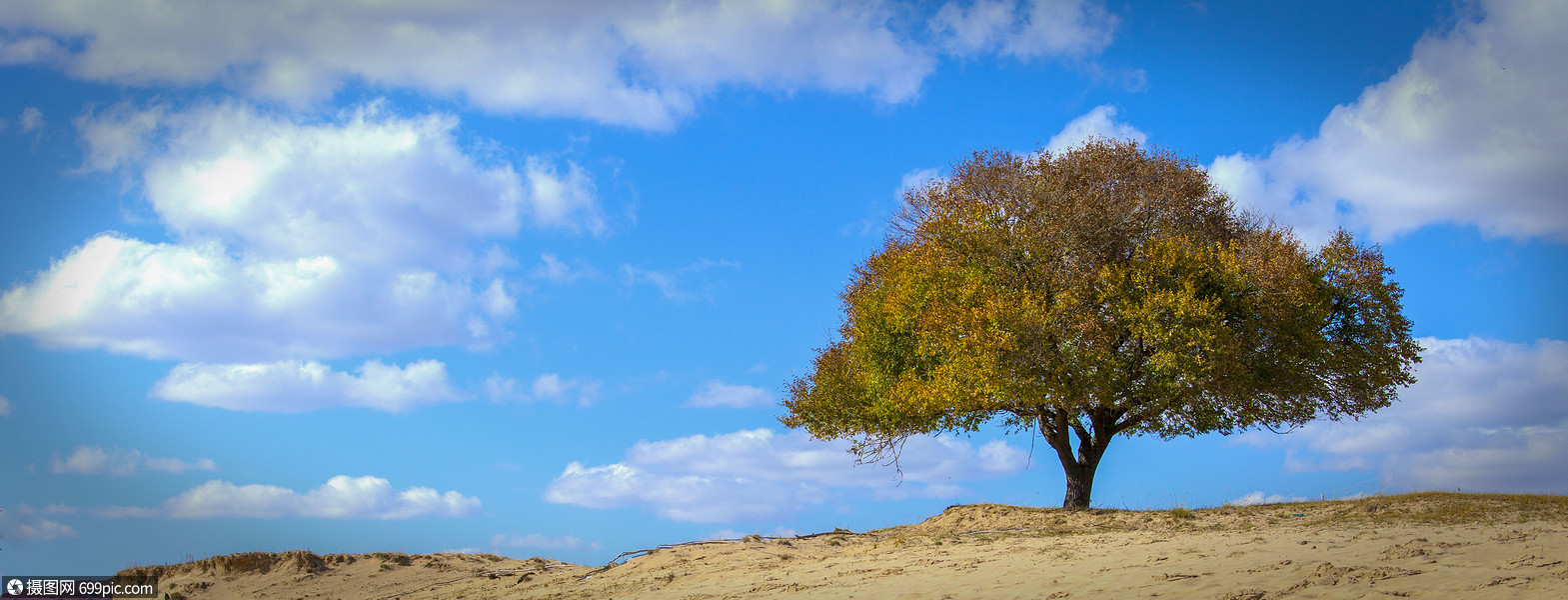 照片 自然风景 一棵树.jpg