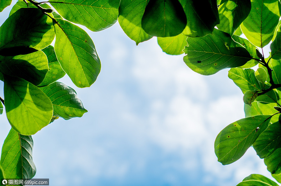 银杏的寓意是什么意思_你喜欢银杏吗什么意思_银杏实生苗是什么意思