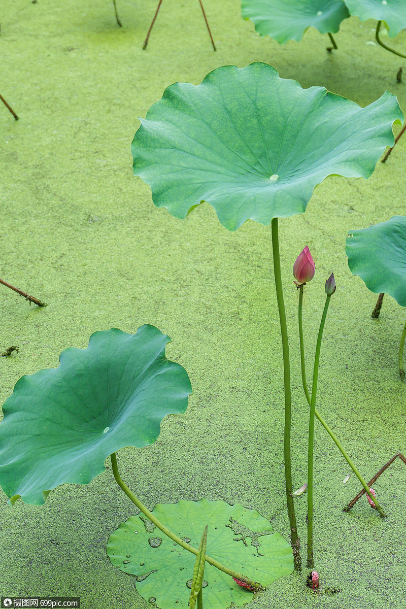 夏荷清爽植物高清图片素材
