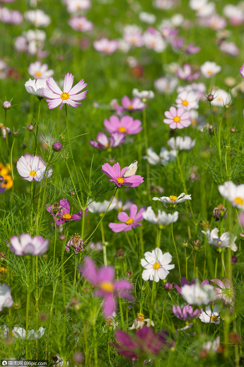 花朵花草鲜艳高清图片素材