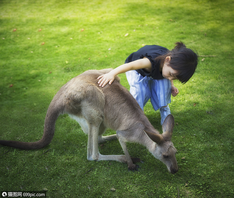 小女孩与袋鼠