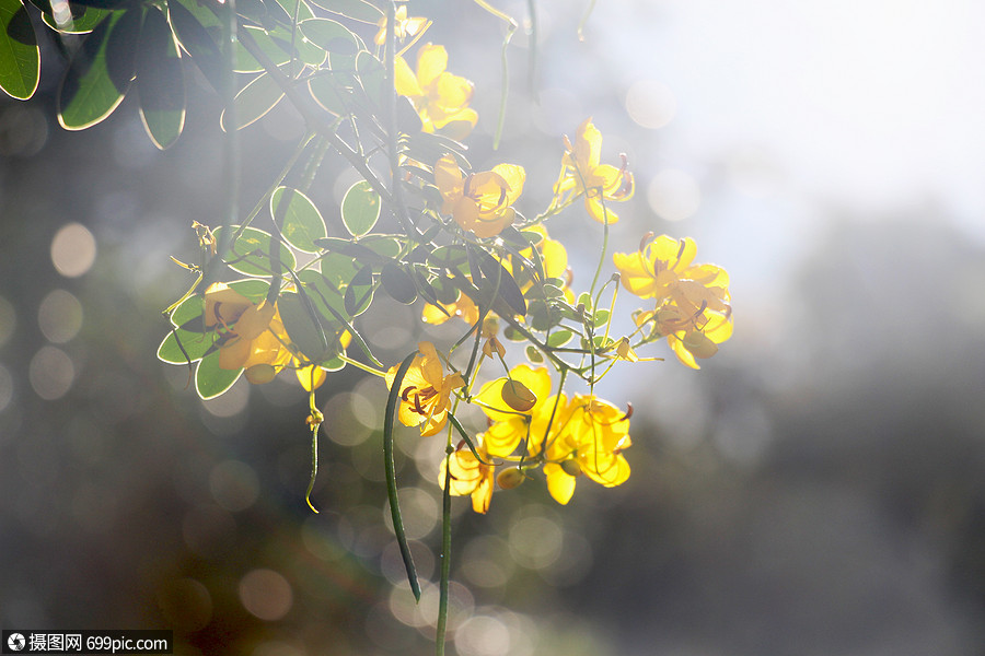 逆光下的花花朵陽光