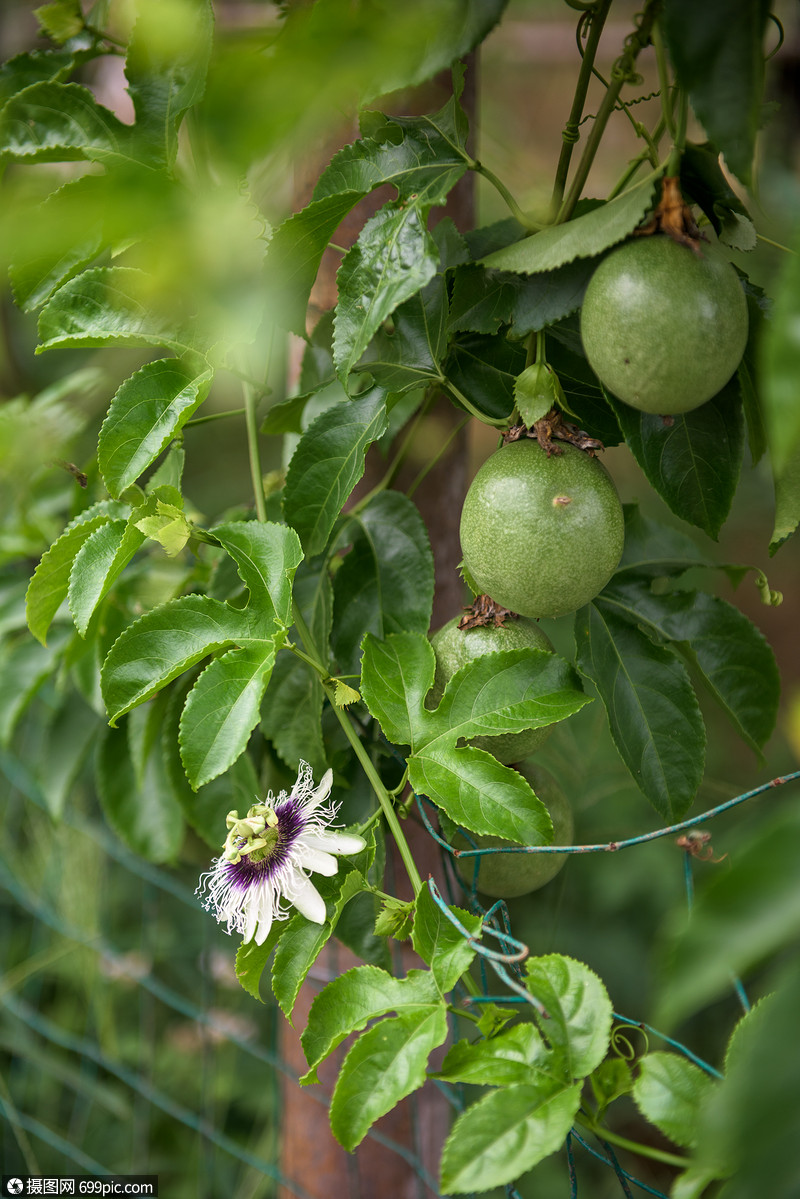 庄稼地里的百香果