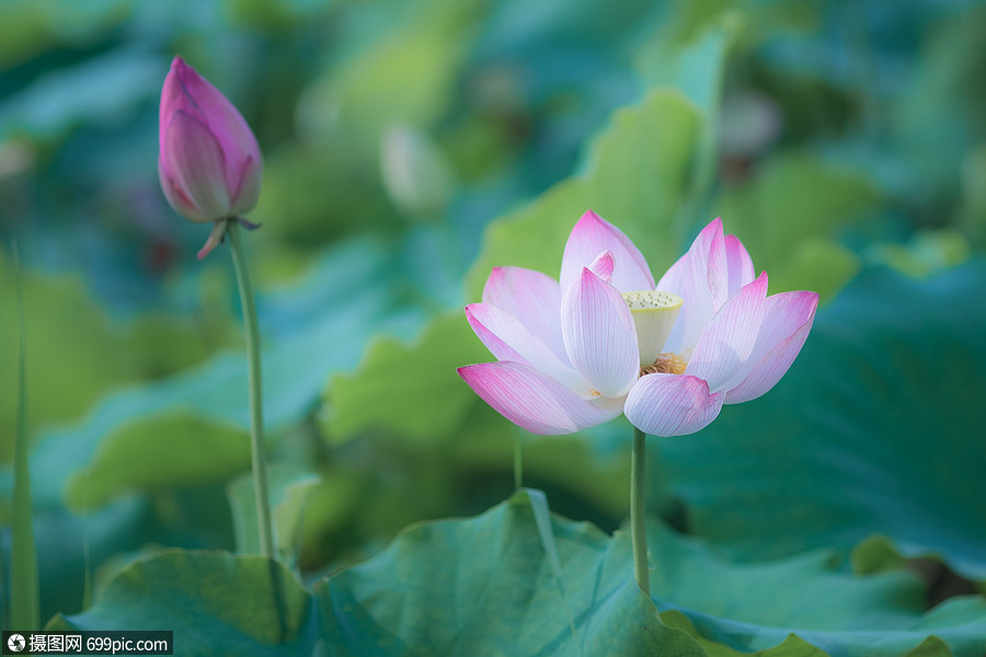 照片 自然风景 荷花.jpg