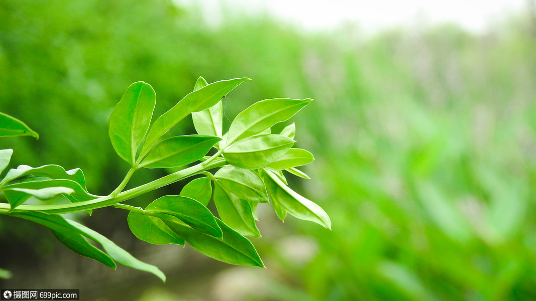 綠色植物特寫