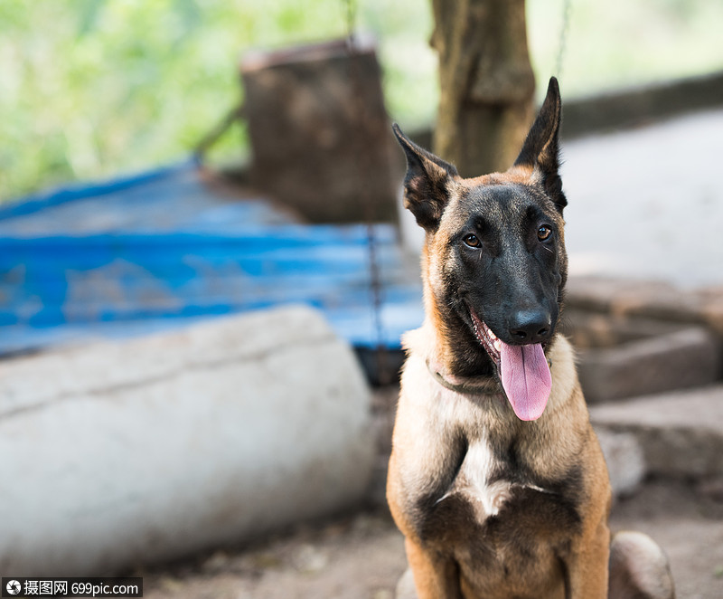 比利時馬林諾斯犬馬犬警犬