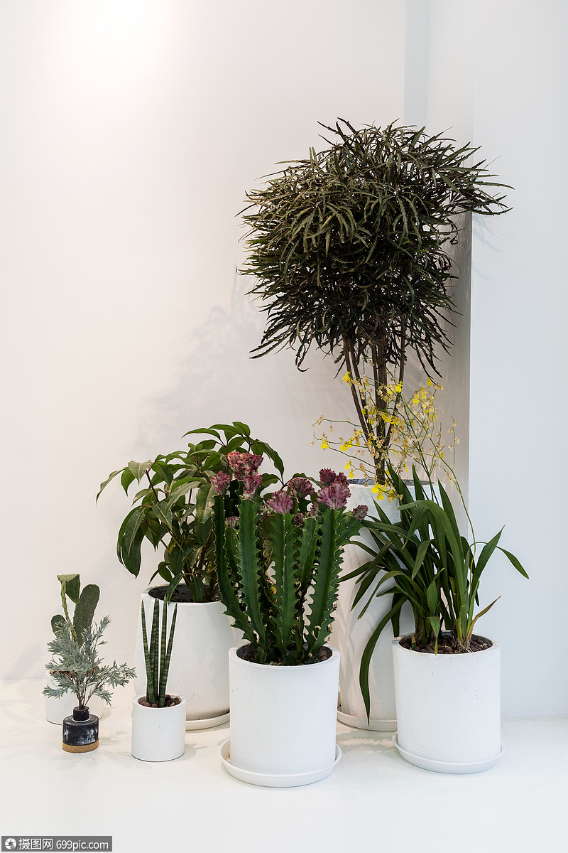 室内装饰植物组合健康