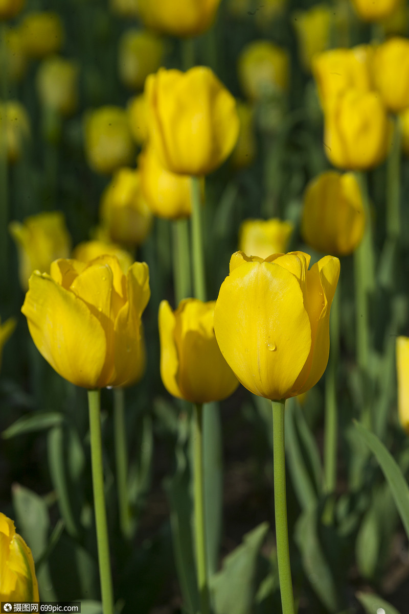 荷兰国花郁金香