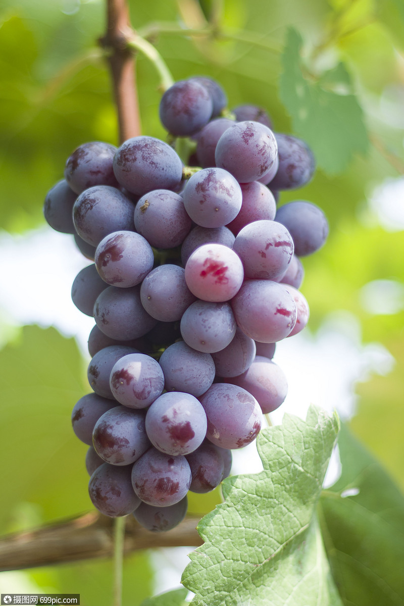 巨峰葡萄特写
