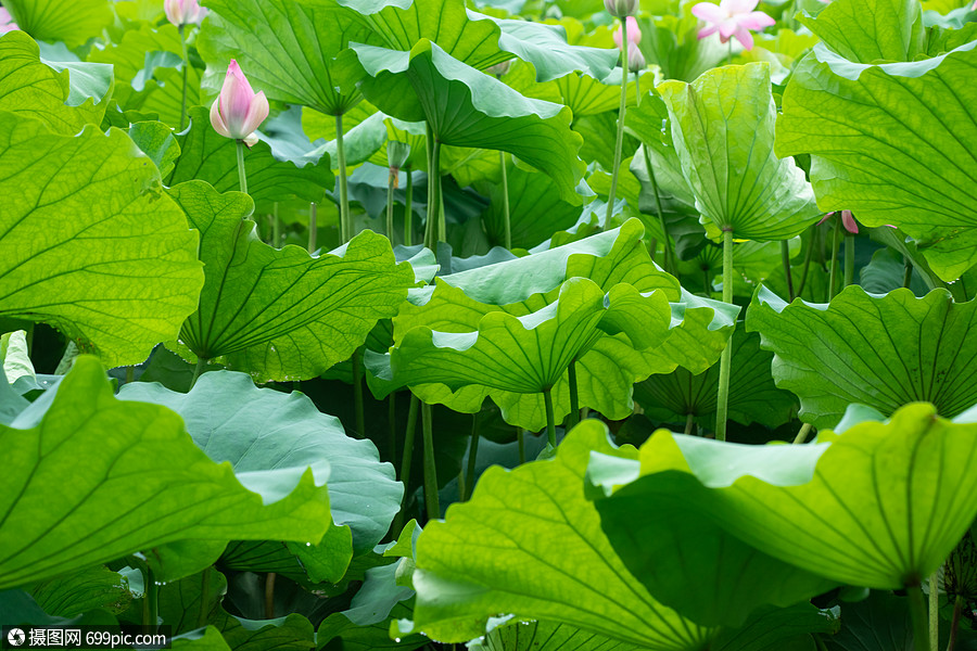 荷叶荷花绿色盛开图片