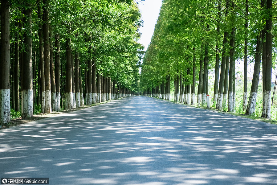 照片 自然风景 林荫大道.jpg