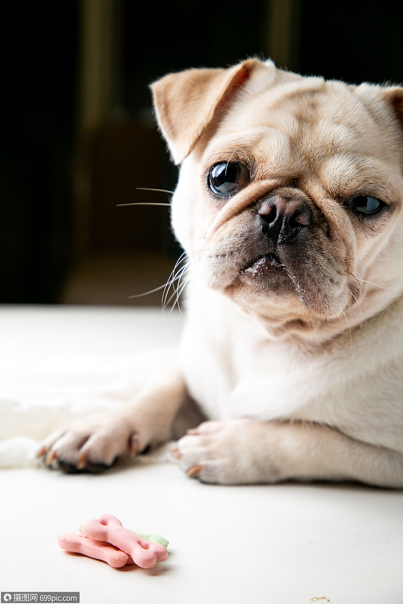 巴哥犬狗宠物狗高清图片素材