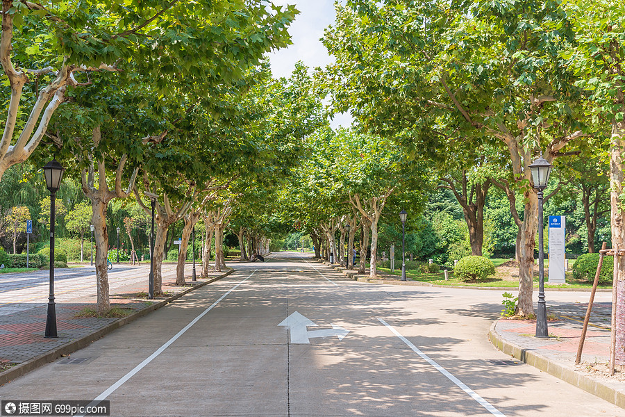 大学林荫道路