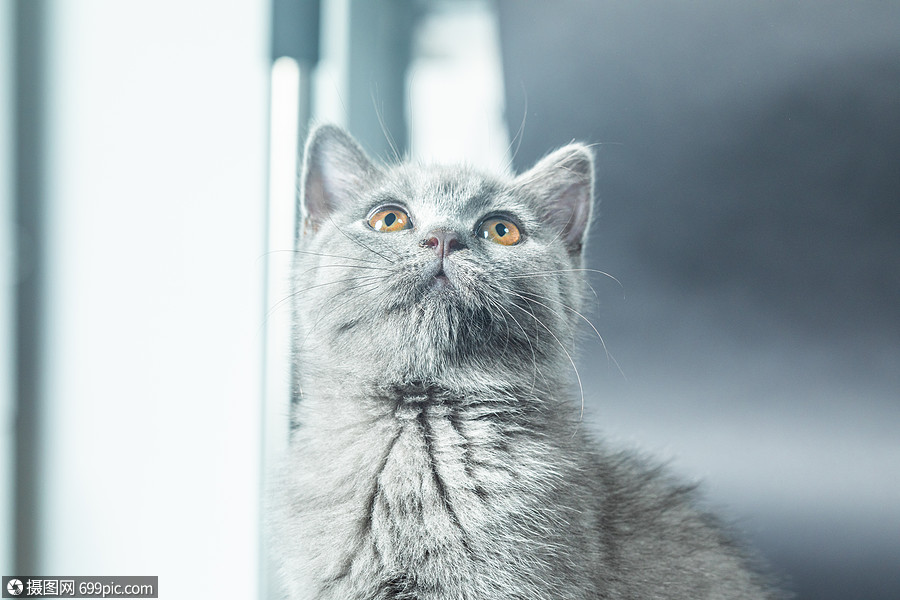 猫抬头望天的图片图片