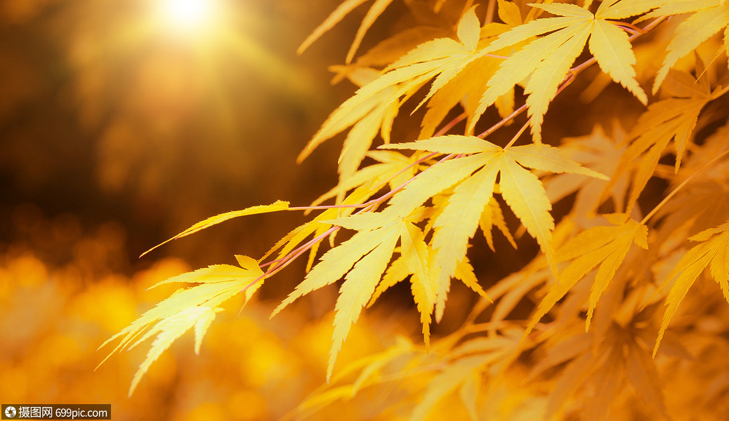 秋天树叶季节唯美图片