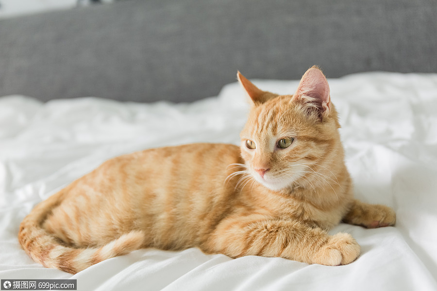 橘猫猫咪调皮高清图片素材