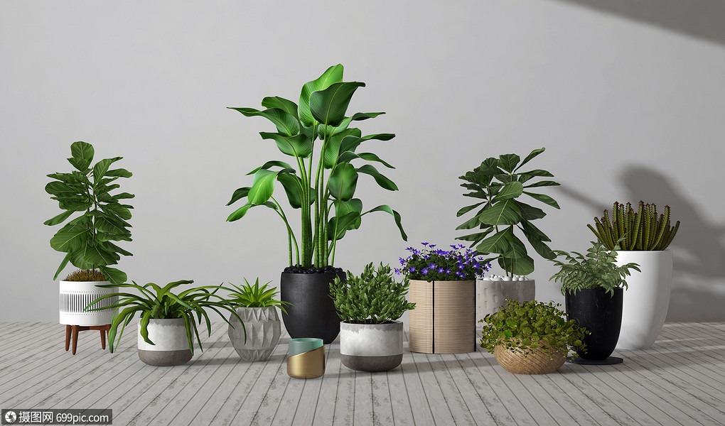 植物盆栽3d立体图片