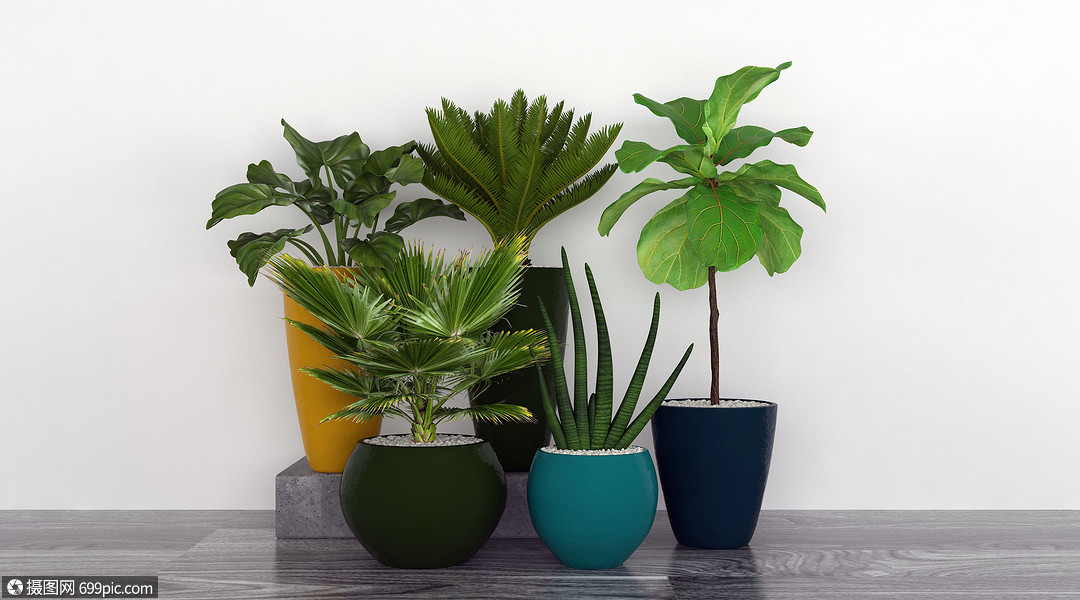 室内盆栽花卉价格