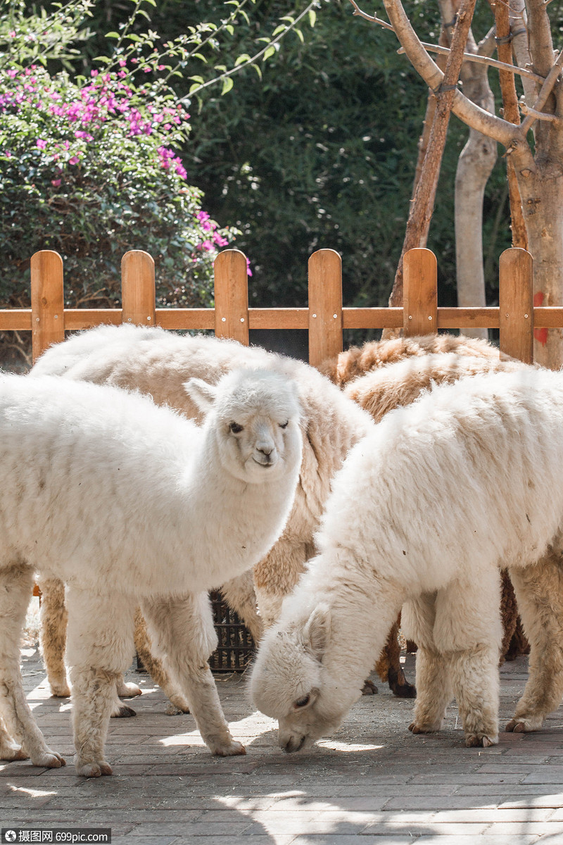 羊驼动物园小羊驼图片