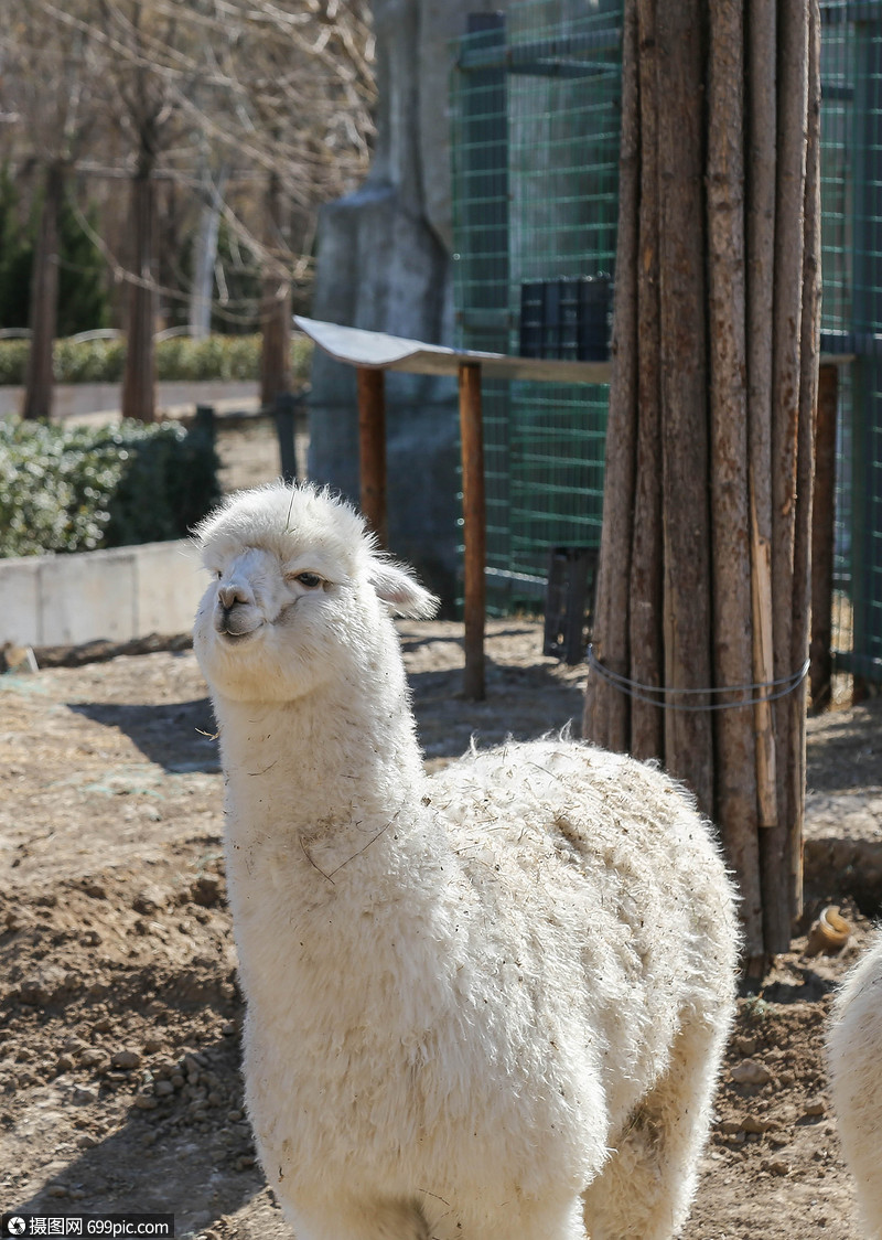 白色羊驼