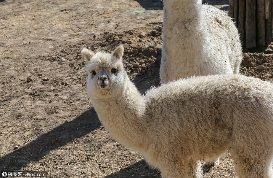 白色羊驼