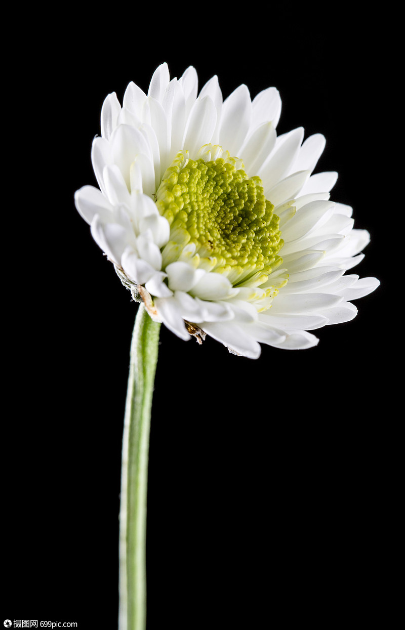 白色雏菊唯美意境图片