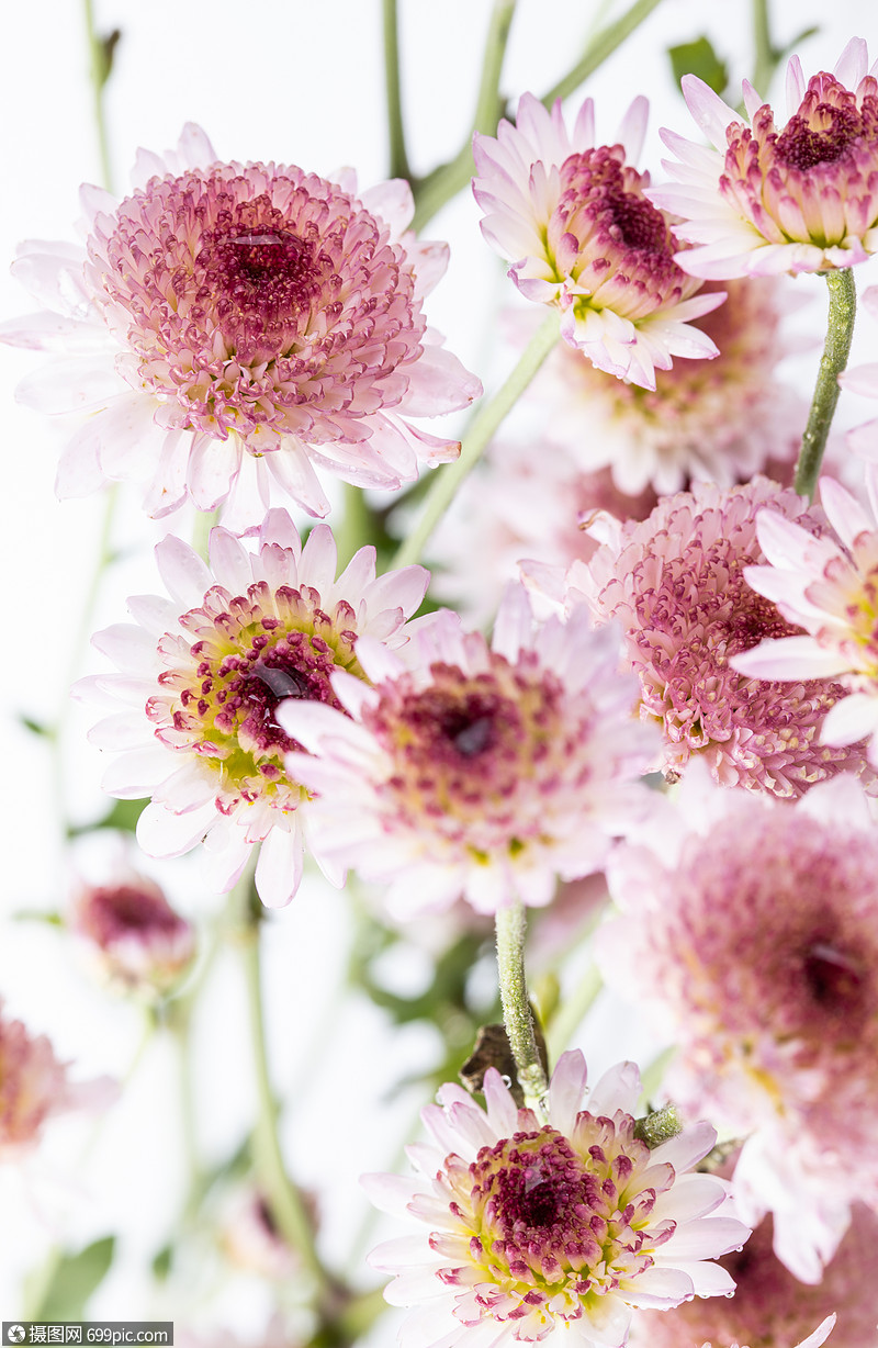 粉色雏菊植物菊花图片