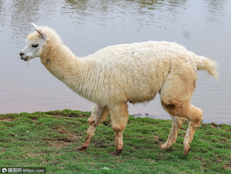 白色羊驼