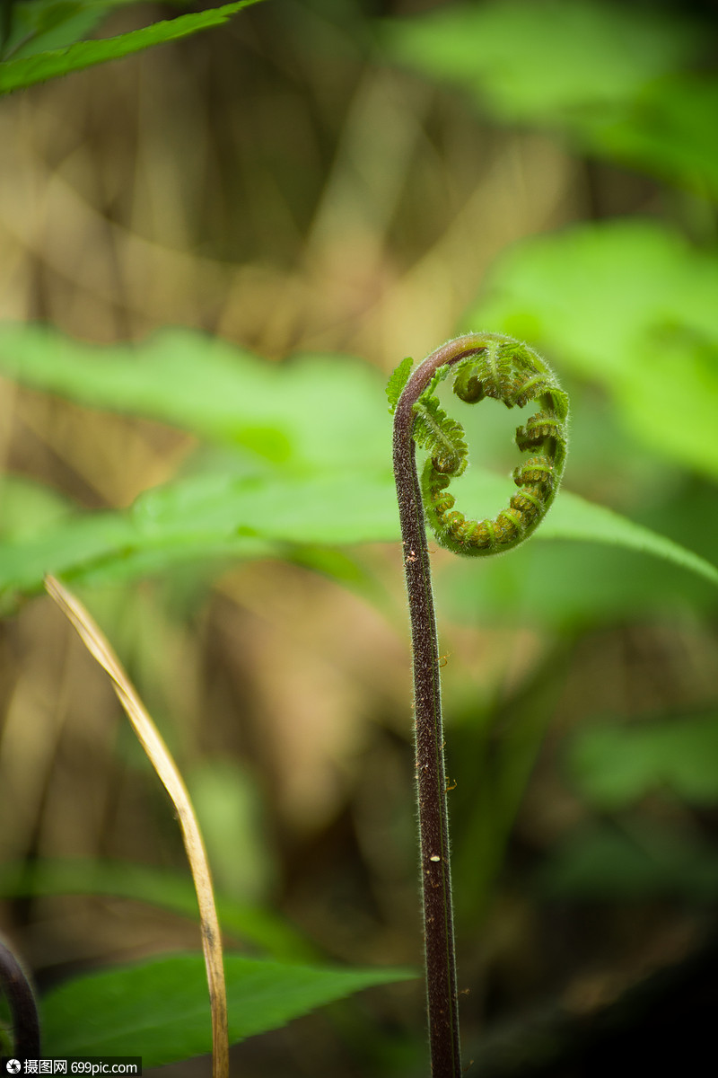 正在发芽的蕨根