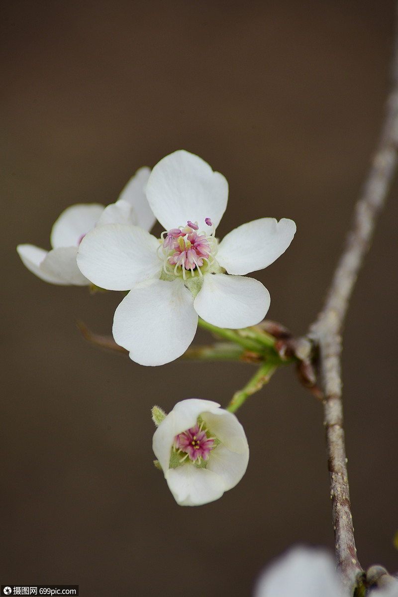 梨花盛开希望高清图片素材