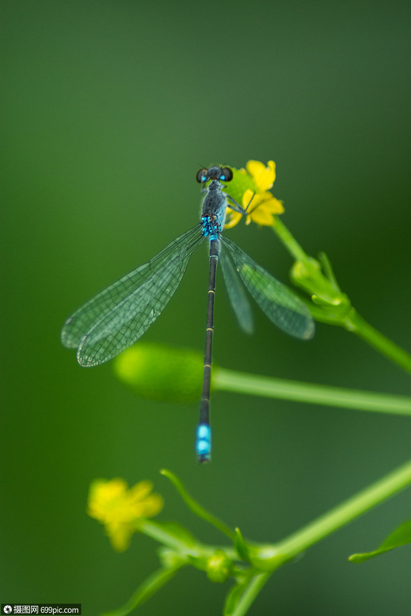 雨后的蜻蜓