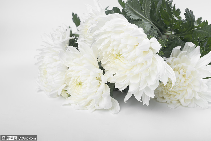 白色菊花
