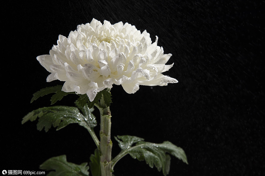 白色菊花祭奠菊科图片