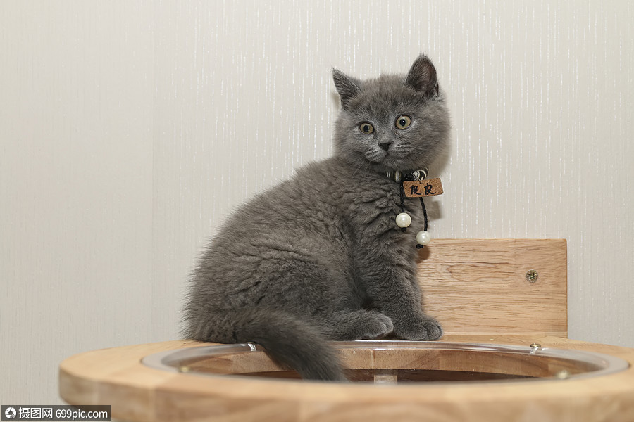 蓝猫