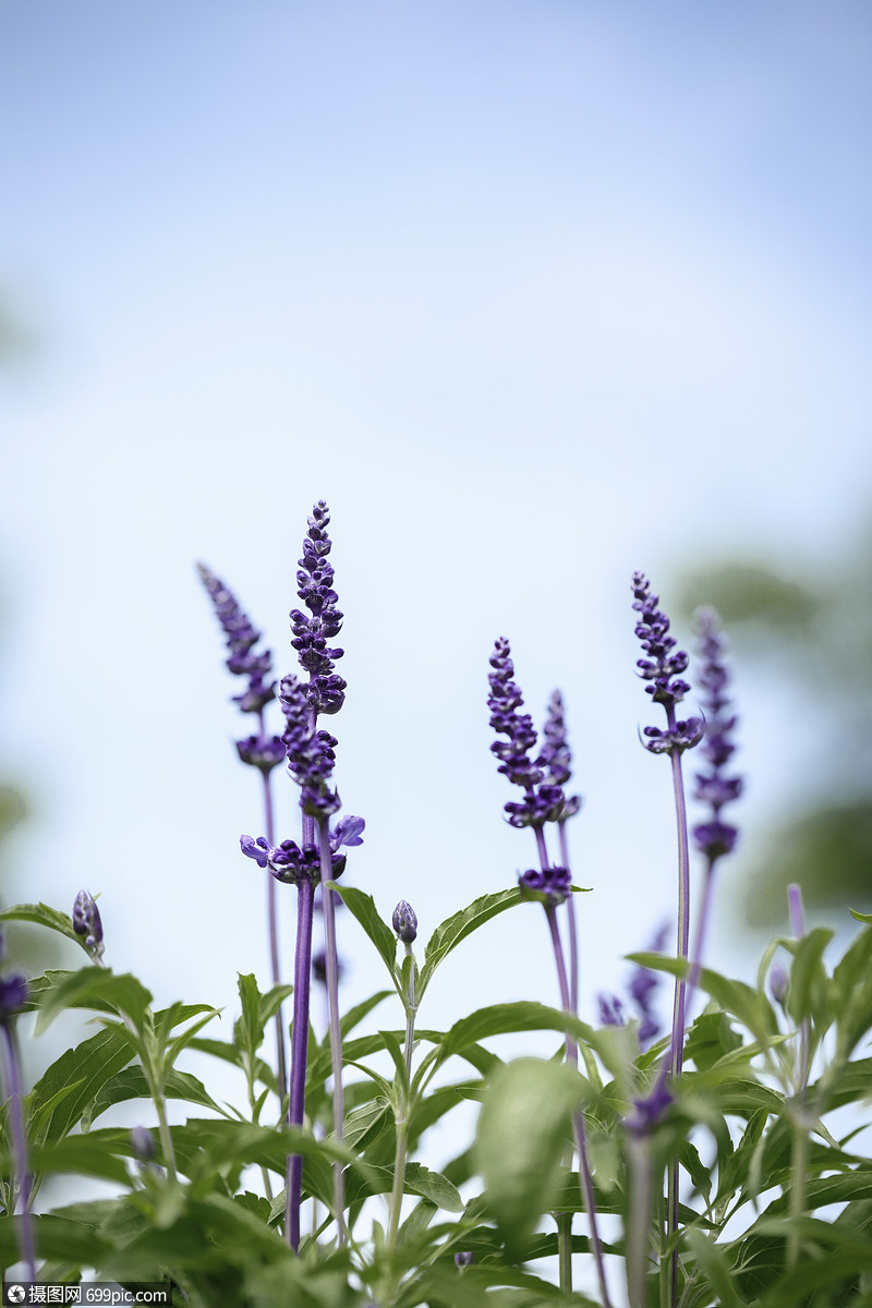 鼠尾草春春季高清图片素材