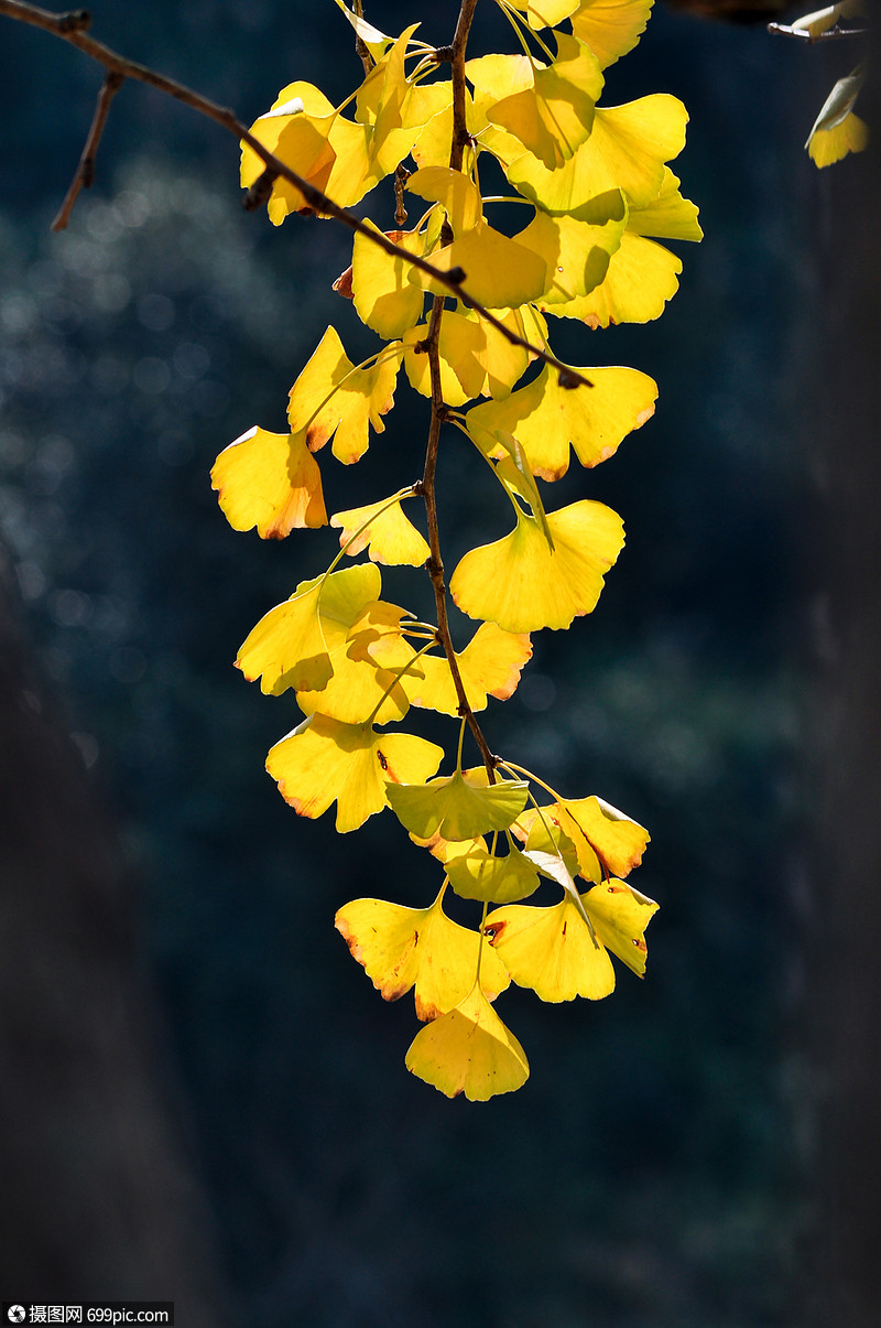 银杏叶子处暑高清图片素材