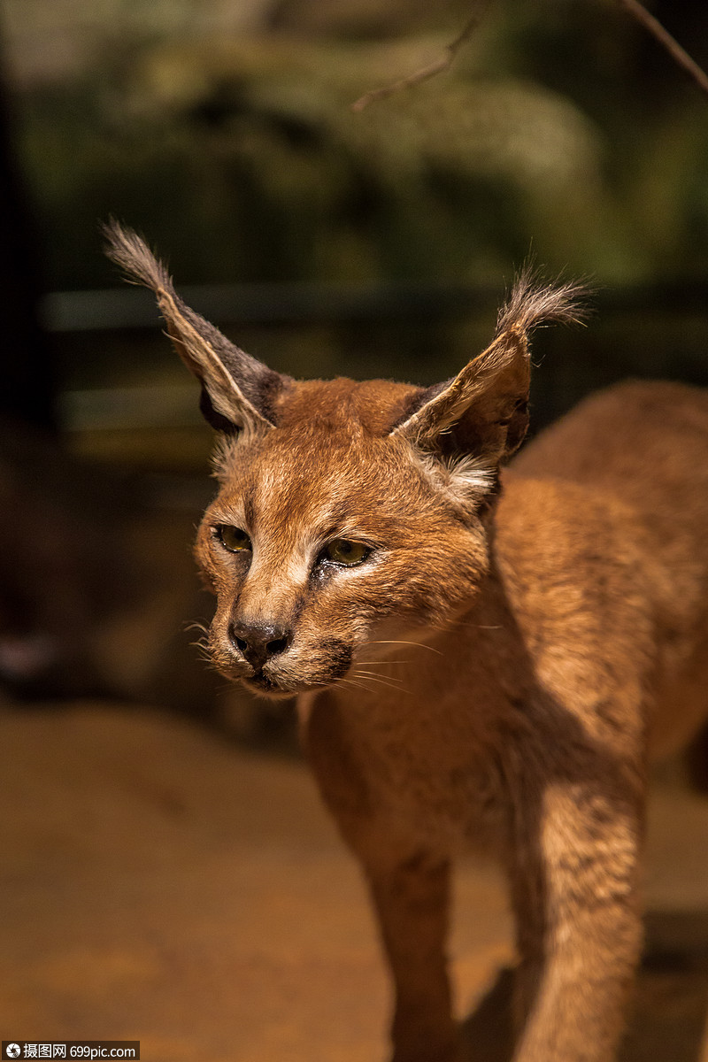 豹猫非洲动物动物标本
