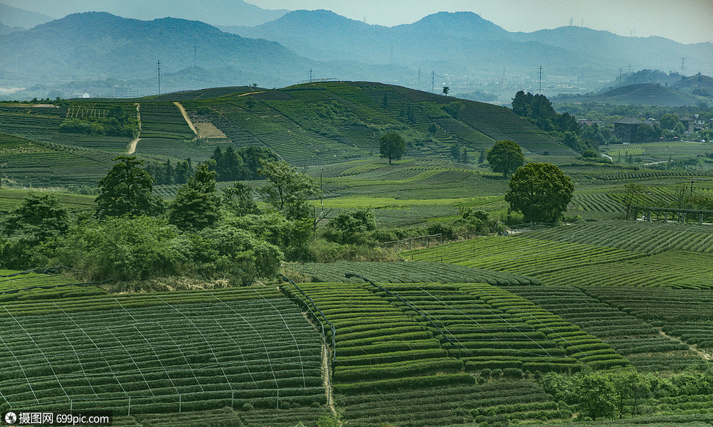 茶园