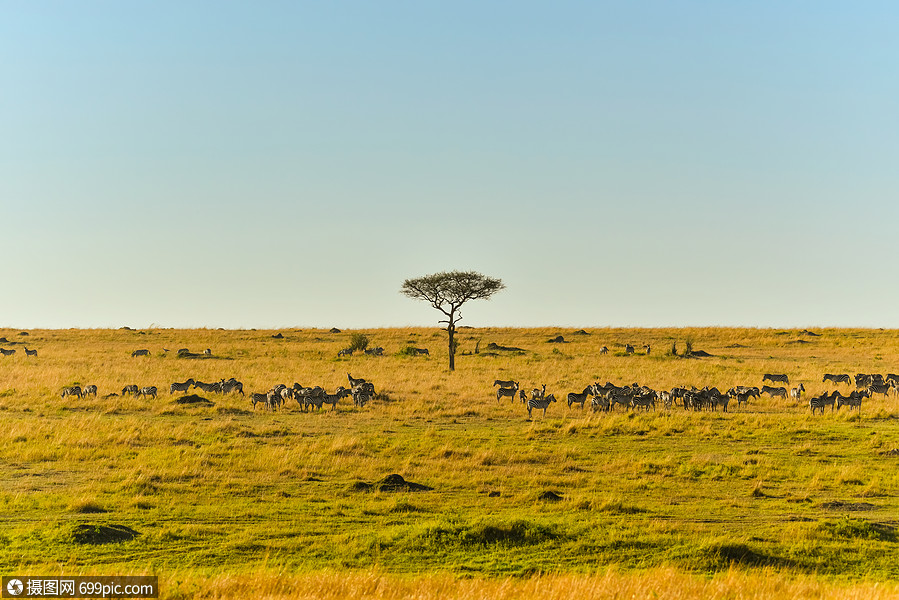非洲草原景观